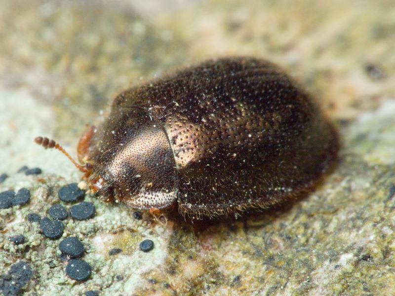 Thymalus aubei subtilis Reitter, 1889